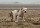 BOULEDOGUE AMERICAIN 152